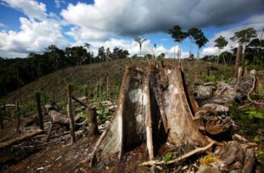 Varse acres of the forest have fallen to the greed of ranchers and loggers | image: Gulf News 2014